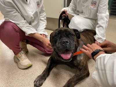 Phina a bullmastiff at the Animal Cancer Care and Research Center